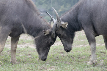 A pair of young water buffalo (bubalus bubalis) at a stalemate in establishing seniority.