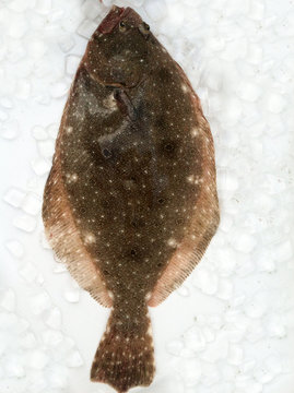 Summer flounder fish on ice in cooler