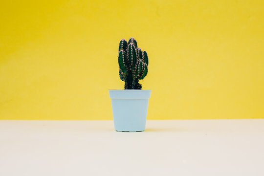 cactus behind yellow wall