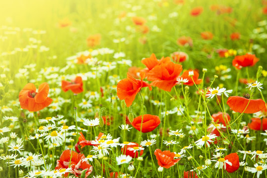 Red poppies and daisies flowers field