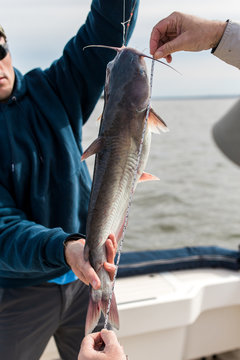 Man Holding Fish For Measurement