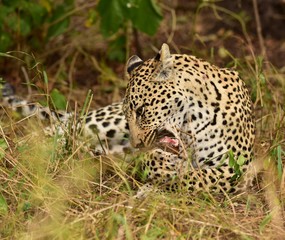 Naklejka na ściany i meble Leopard eating impala leg South Africa.