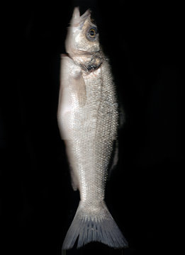 Fish in a black background