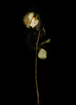 Decadent rose in a black background