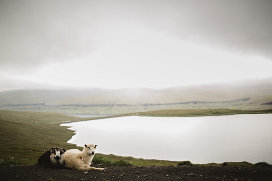 Faroe Islands Sheep and Rams