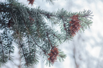 Mature cone on Branch of blue fir-tree blue, green, white, Colorado blue spruce, Picea pungens covered with hoarfrost. New Year's Bekraund. Place for a copy-paste.