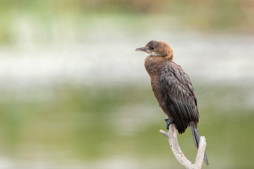 Pygmy cormorant