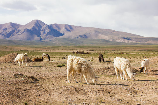 Llamas on pasture
