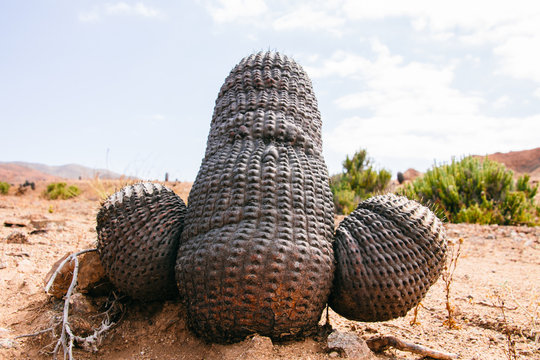 Close-up of cactus in weird and interesting shape