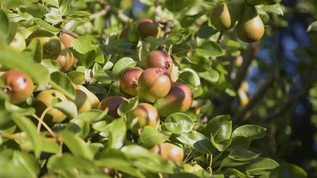 Frutales