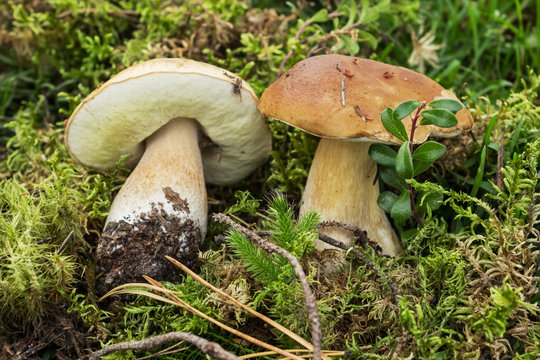 Two mushroom boletus on a laying from a moss