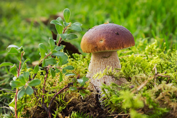 Boletus among forest vegetation in September