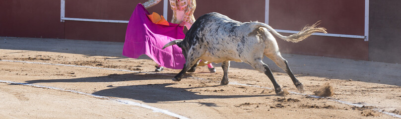TORO TOREANDO A UN TORO EN UNA CORRIDA DE TOROS