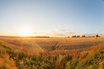 Fototapeta na wymiar Gold wheat field and blue sky. Ripe grain harvest time