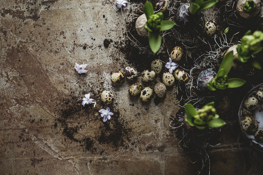 Quail eggs and hyacinth