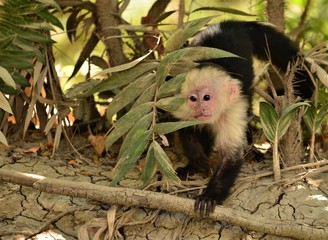 Costa Rican white face monkey
