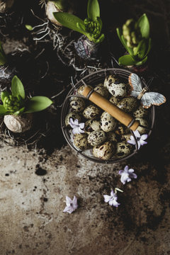 Quail eggs and hyacinth