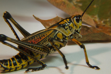 Eastern Lobber Grasshopper