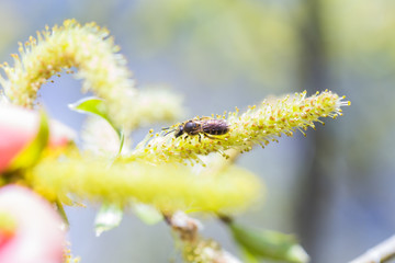Risen blooming inflorescences male flowering catkin or ament on a Salix alba (white willow) in early spring before the leaves. Collect pollen from flowers and buds.