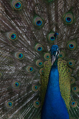 Obraz premium Peacock