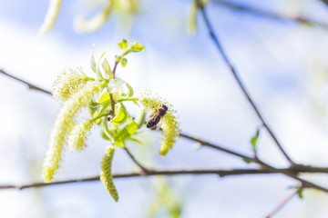 Risen blooming inflorescences male flowering catkin or ament on a Salix alba (white willow) in early spring before the leaves. Collect pollen from flowers and buds.