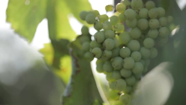 Wine grapes in the sun.