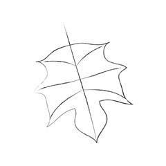 autumn leaf season natural foliage flora vector illustration