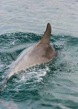 surfacing dolphin