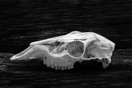 Skull of whitetail deer showing eye socket and teeth