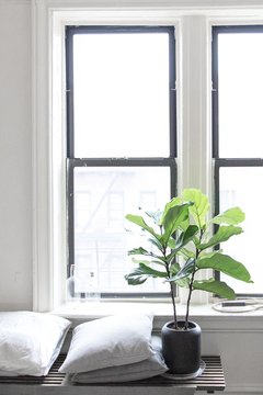 Fiddle Leaf Fig