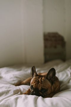 French Bulldog Laying on White Bed in Bedroom