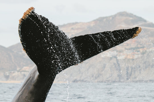 Humpback Whale