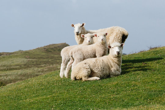 sheep family portrait