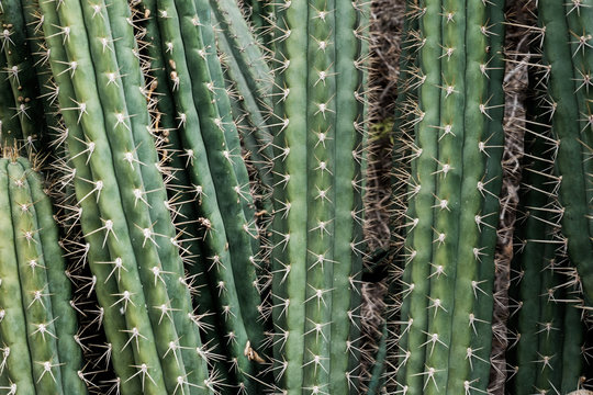 Detail from a large cactus