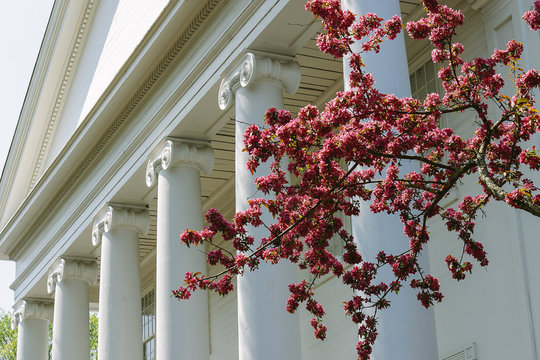 Cherry Blossoms in Spring