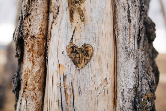Heart carved into aspen tree