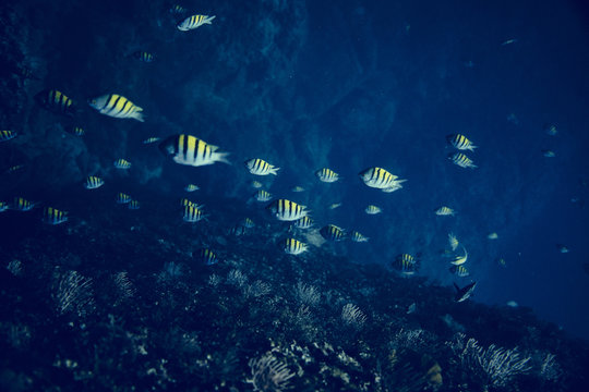 Complimentary Fish