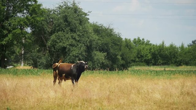 Beautiful cow grazing in a meadow near the village. Slow Motion in 96 fps. Beautiful gray and white cow grazing on a green meadow eating grass, chew it and relaxing on the farm.