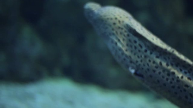 Floating in the water moray eel passing the camera close up