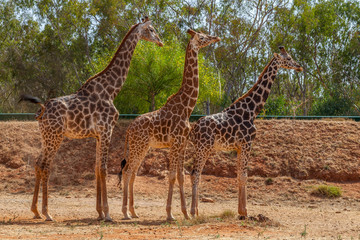 Girafes - 172241028