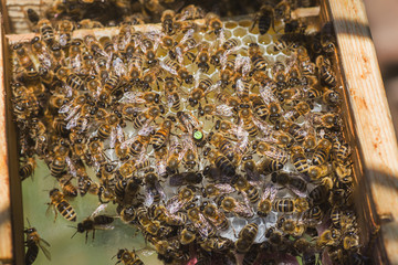 Tribal thoroughbred queen bee with label in the nucleus behind the glass. Breeding of queen bees. Beeholes with honeycombs. Preparation for artificial insemination of queen bees. Natural economy.