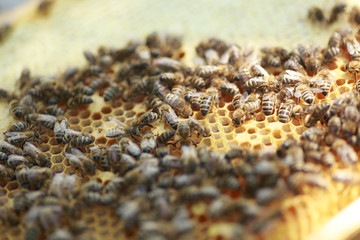 Honeycomb frame set up by bees, with lack of space for honey. Self-built bees waxed. Bee family in...