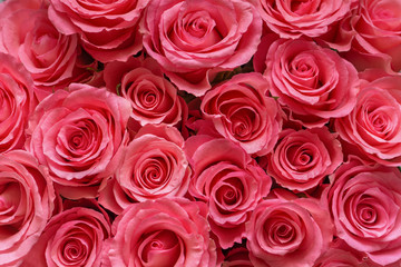 Pink roses background