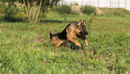 German shepherd runs in the summer park