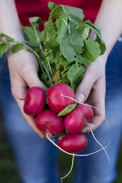fresh radish hold in hand