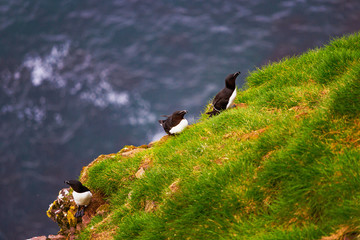 Razor-billed auks sitting on cliff by the sea, Latrabjarg, Iceland