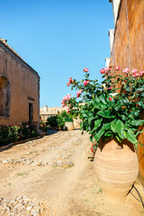 Beautiful roses in the pot,  Arkadi Monastery on Crete island, Greece