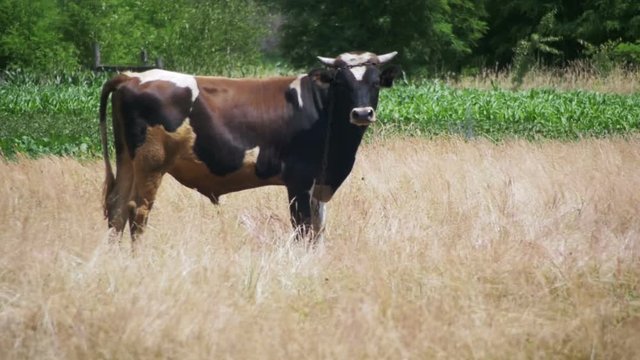 Cow is Grazing in a Field near the Village. Slow Motion in 96 fps. Beautiful gray and white cow grazing on a green meadow eating grass, chew it and relaxing on the farm.