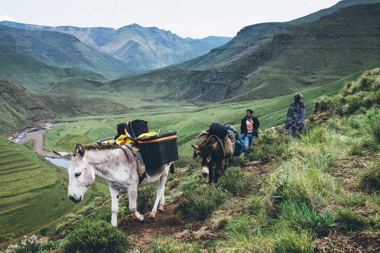 Basotho herdsmen trekking with their pack donkeys through the Lesotho mountains