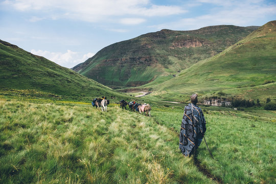 Basotho herdsman walking with a caravan of pack donkeys in the Lesotho highlands